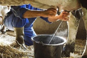 1 milyona yakın inek sütü toplandı