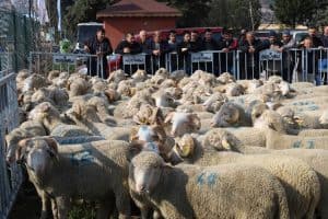 Kocaeli’den damızlık koçlarda 2. etap dağıtım… 500 koç, 150 teke verilecek