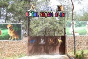 Gaziantep Büyükşehir, sokak hayvanlarına sahip çıkıyor