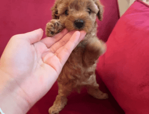 Satılık Süs Köpekleri