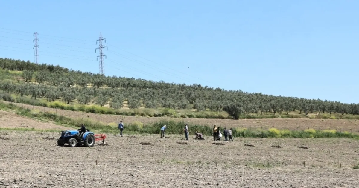 bursa-niluferden-konakliya-800-zeytin-fidani-BKCysPQW.webp
