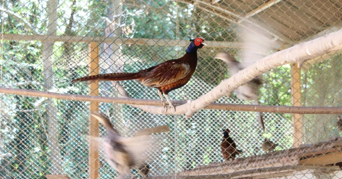 kahverengi-kokarcaya-karsi-sulun-destegi-YuCUyOXx.webp