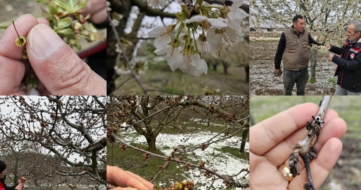 tbmm-zirai-don-arastirma-komisyonu-uye-secimi-resmilesti-BxkU8Gh4.webp