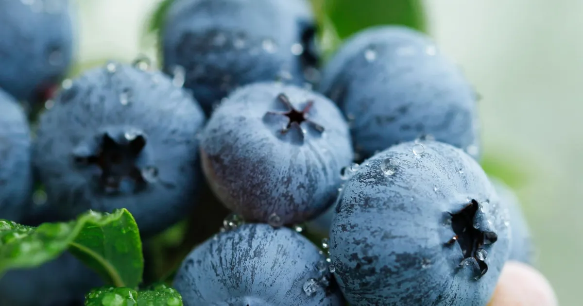 yaban-mersini-ureticileri-icin-bursada-tek-catida-uludag-blueberry-birligi-kuruldu-qnBOYxvK.webp