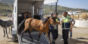 İzmir Buca'da aç ve susuz bırakılan atlar artık güvende